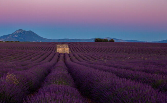 Le Plateau de Valensole