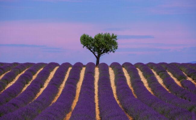 Le Plateau de Valensole