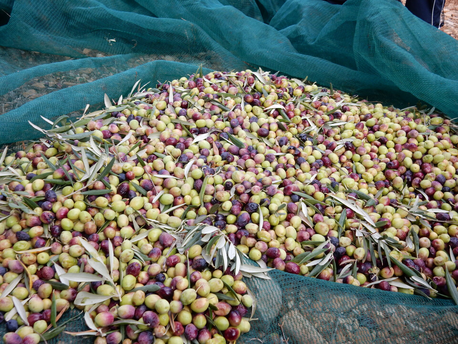 Nouvelle récolte - Olives récoltées (© Marie France Girard)