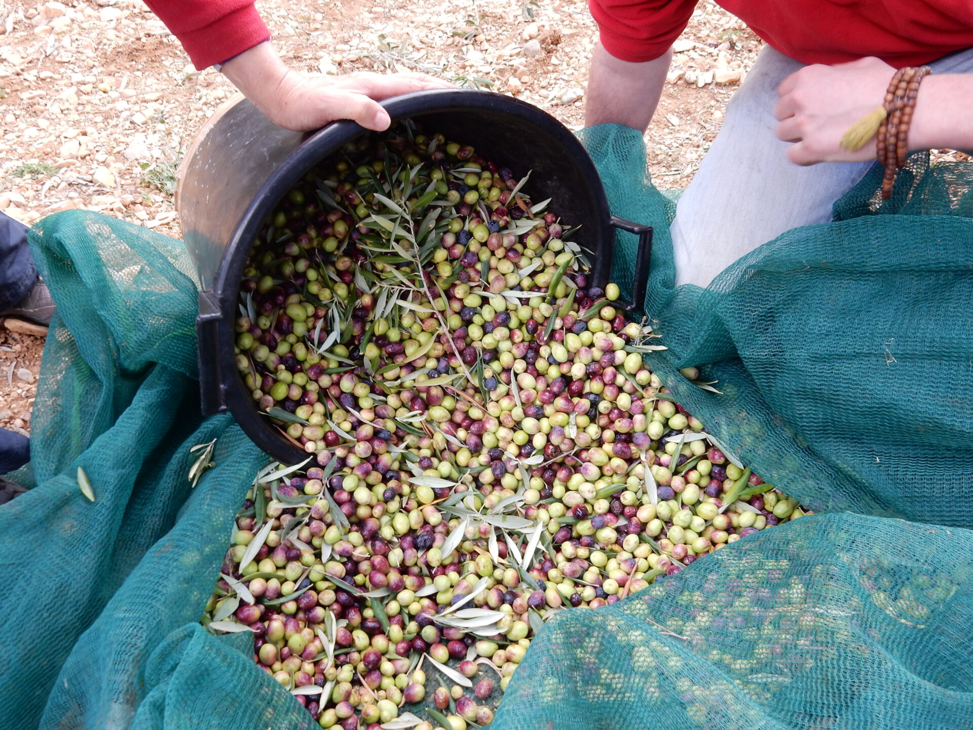On transvide... - Olives récoltées (© Marie France Girard)