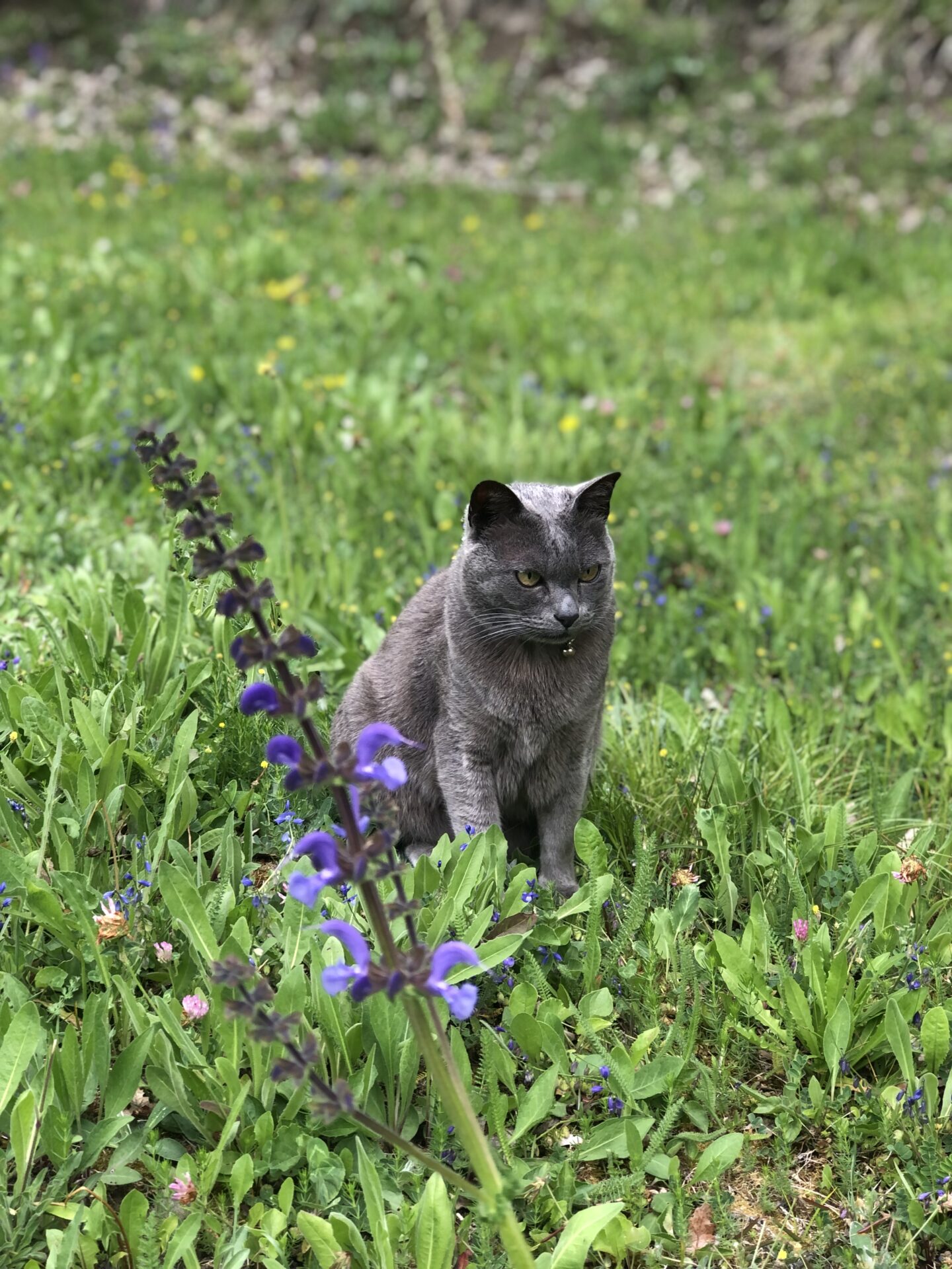 chat (© Lou Cèu Sin)