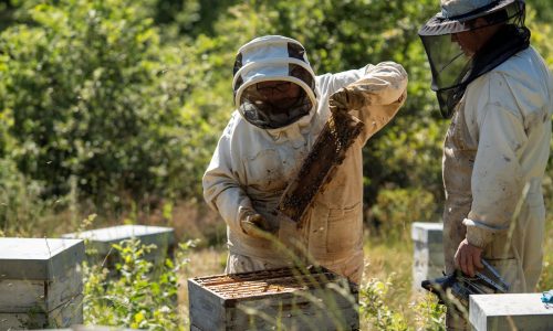 1.RUCHER BASTIDE BLANCHE 20-MadrigalProd