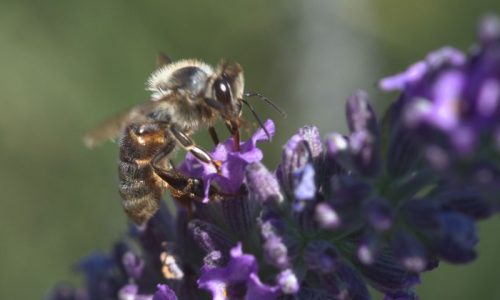 Ruchers de la bastide blanche Ruchers de la bastide blanche - Ruchers de la bastide blanche