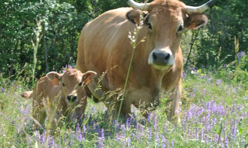 La Ferme du Rouveyret La Ferme du Rouveyret - Broutard et veau Aubrac BIO (© La Ferme du Rouveyret)