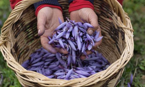 Karkam Safran de Provence Karkam Safran de Provence - Récolte Safran (© Karkam Safran Pigment Noir)