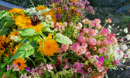 Le Champ des Ombelles Le Champ des Ombelles - Le Champ des Ombelles (© Joelle Stordeur)