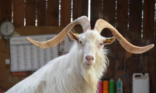 21245923 Ferme des Sagnes (© Ferme des Sagnes)