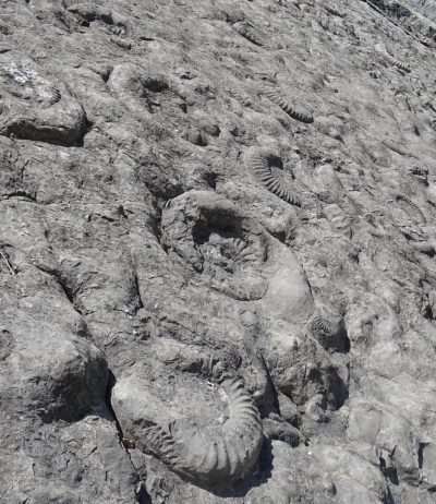 Dalle aux ammonites - Dalle aux ammonites