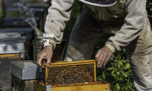 Richard Bonnet Richard Bonnet - Rucher des Ames Fortes (© ©MadrigalProd)