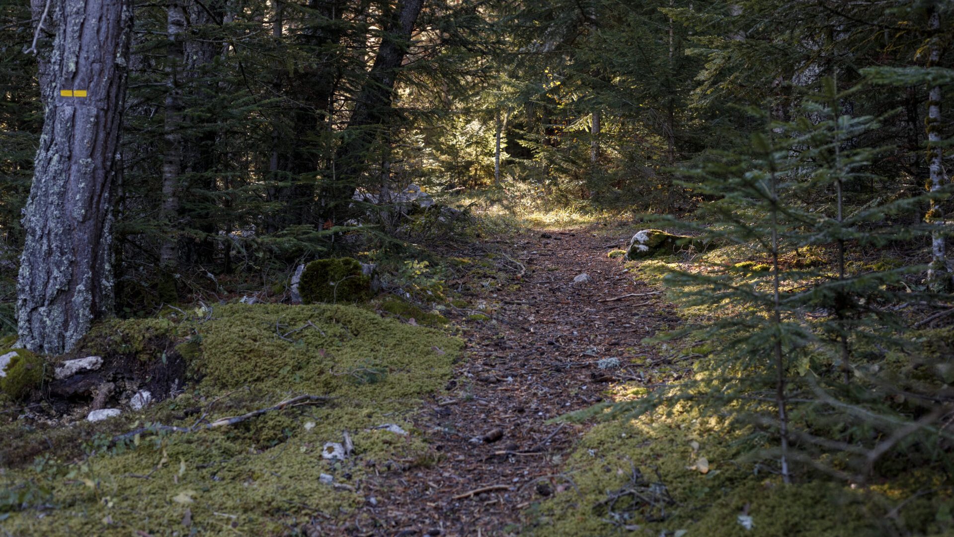 Les Mélèzes de Chourges_Prads-Haute-Bléone - Bois de Chourges (© ©️AD 04/Martin Champon)