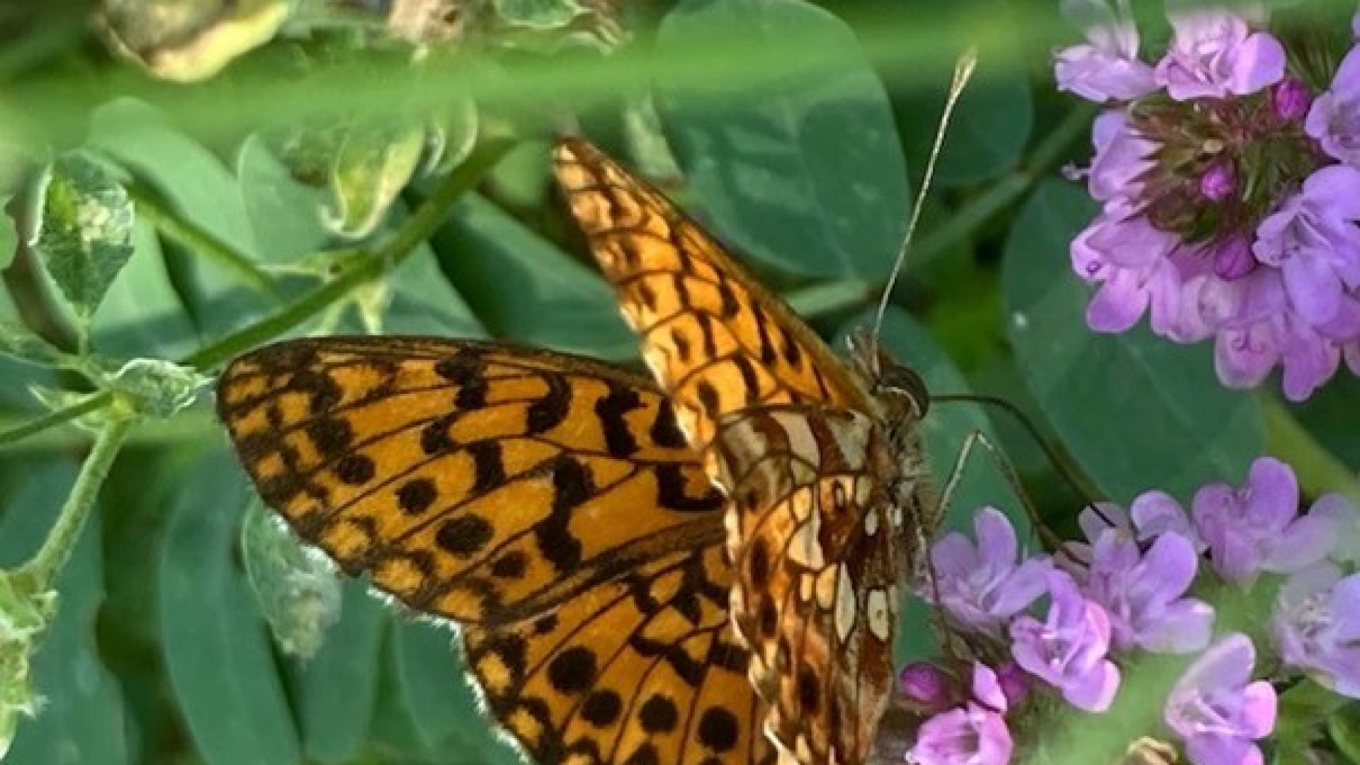 Musée Promenade (© UGHP)