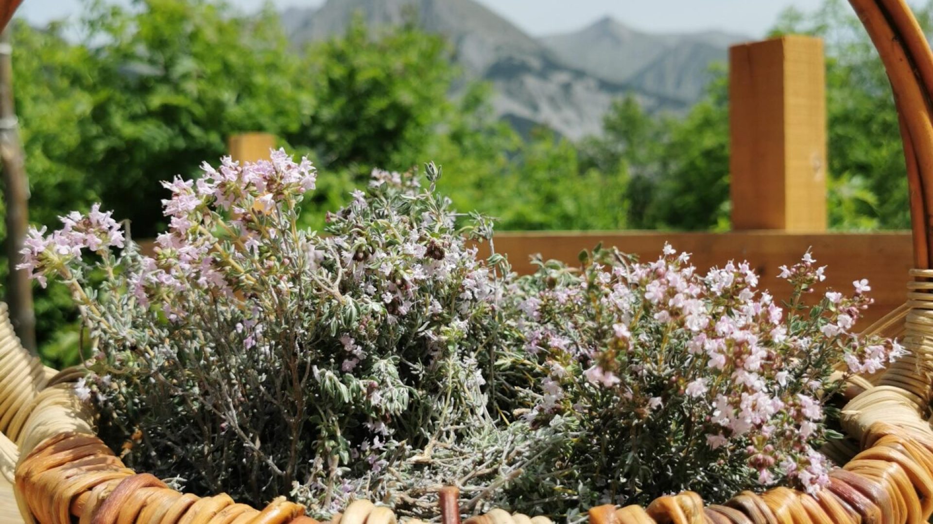 Refuge privé de Gaudichart_Prads-Haute-Bléone - cueillette de thym (© Timothée Trichet)