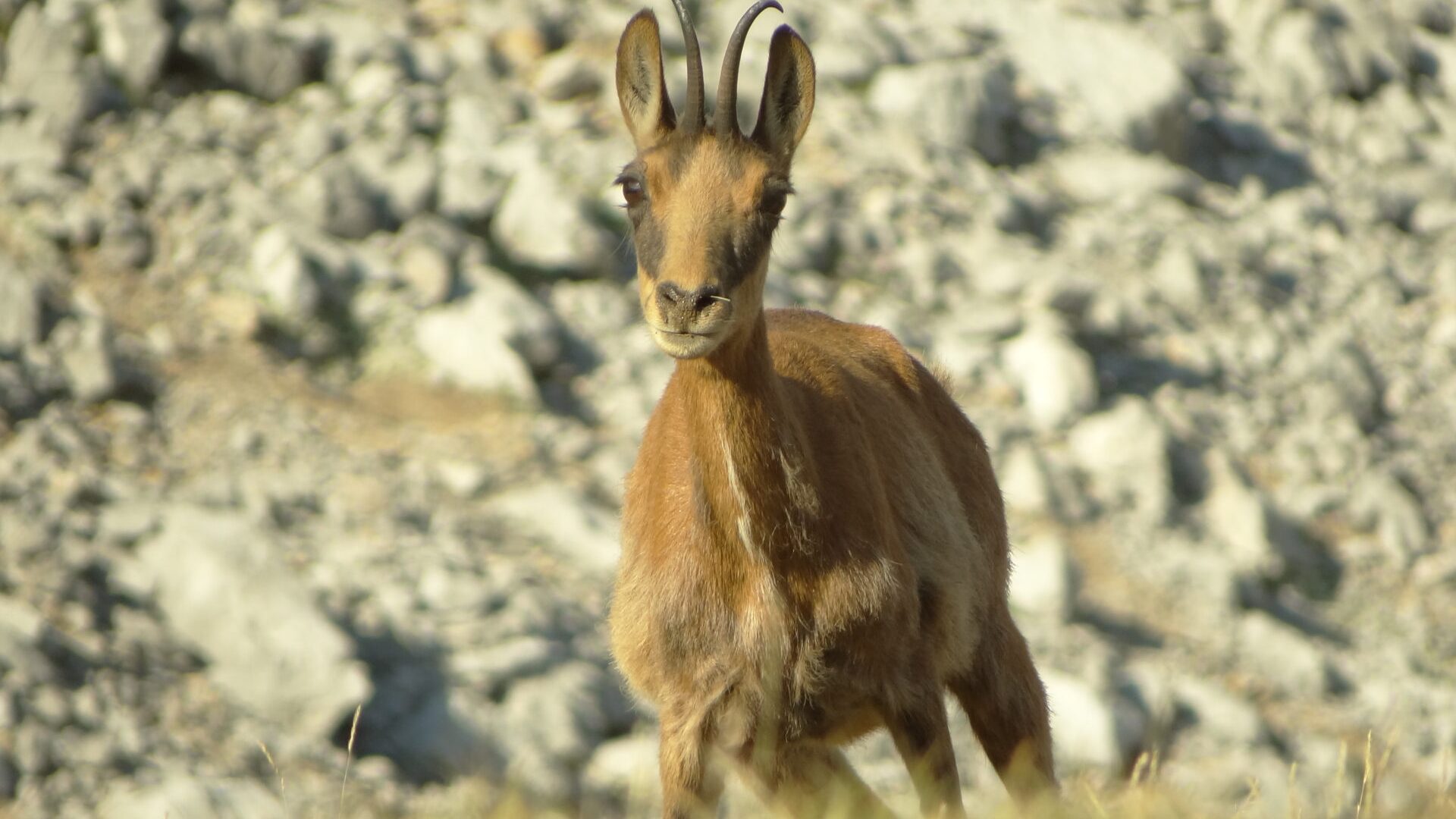 Matthieu CARON - Chamois (© M.Caron)