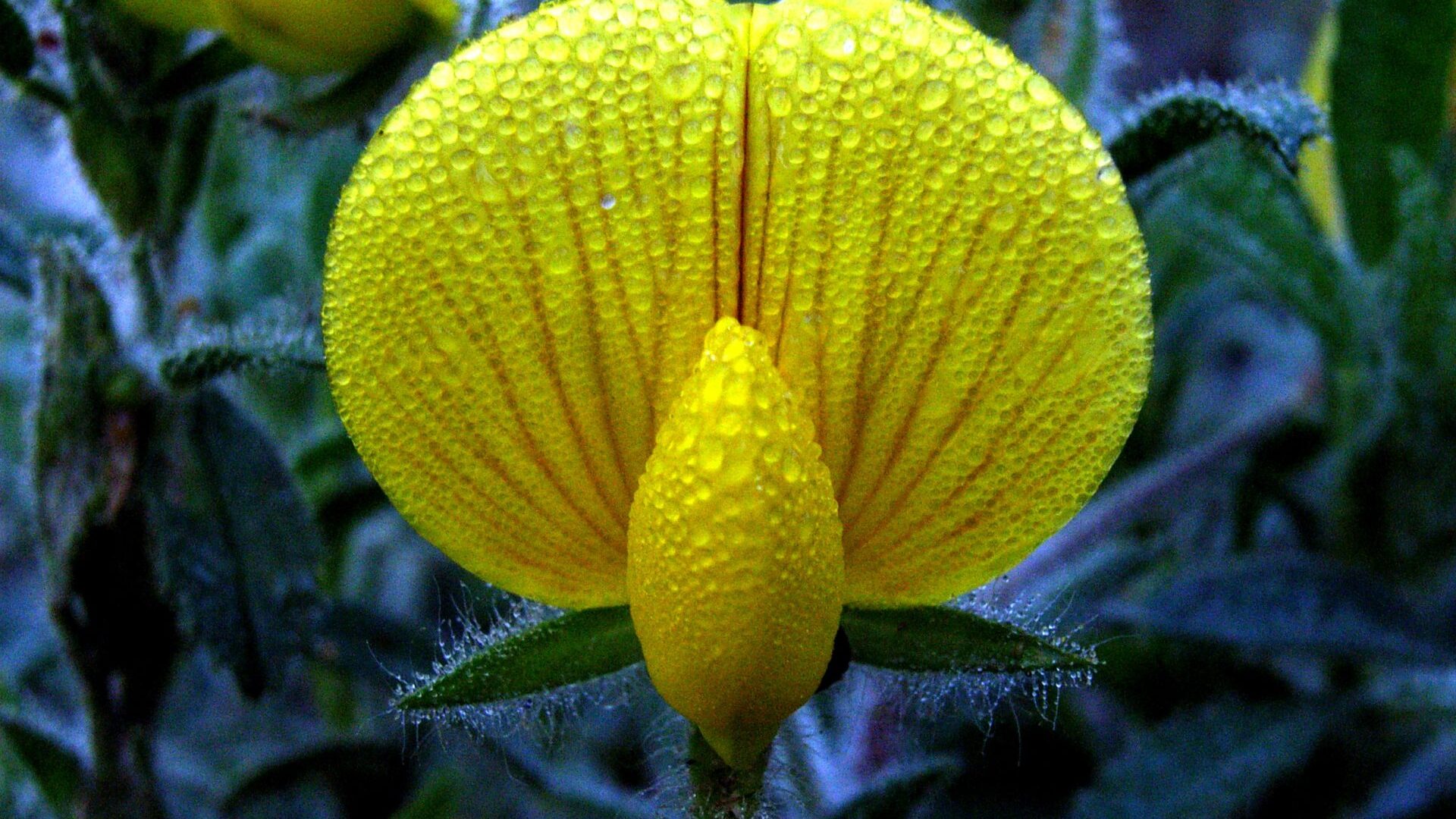 Matthieu CARON - Fleur d'Ononis natrix (© M.Caron)