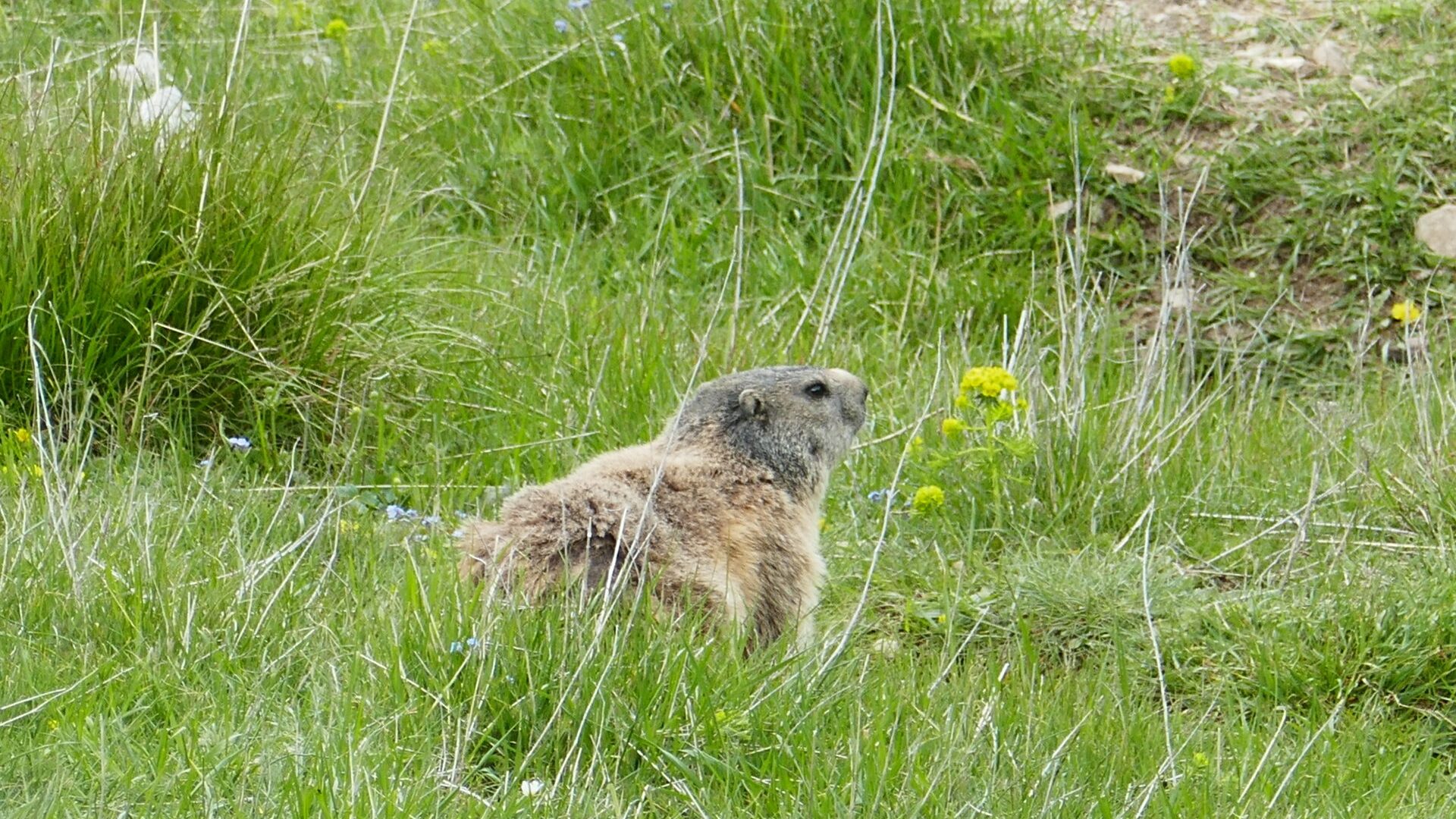 Matthieu CARON - Marmotte (© M.Caron)