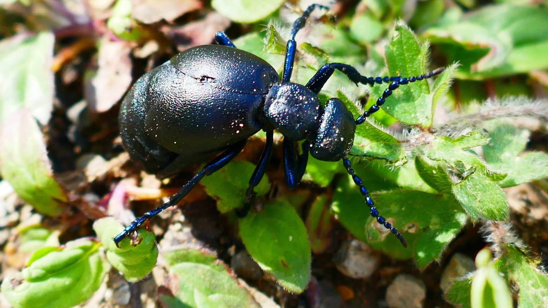 Matthieu CARON_Thoard - Meloe proscarabaeus (© M.Caron)