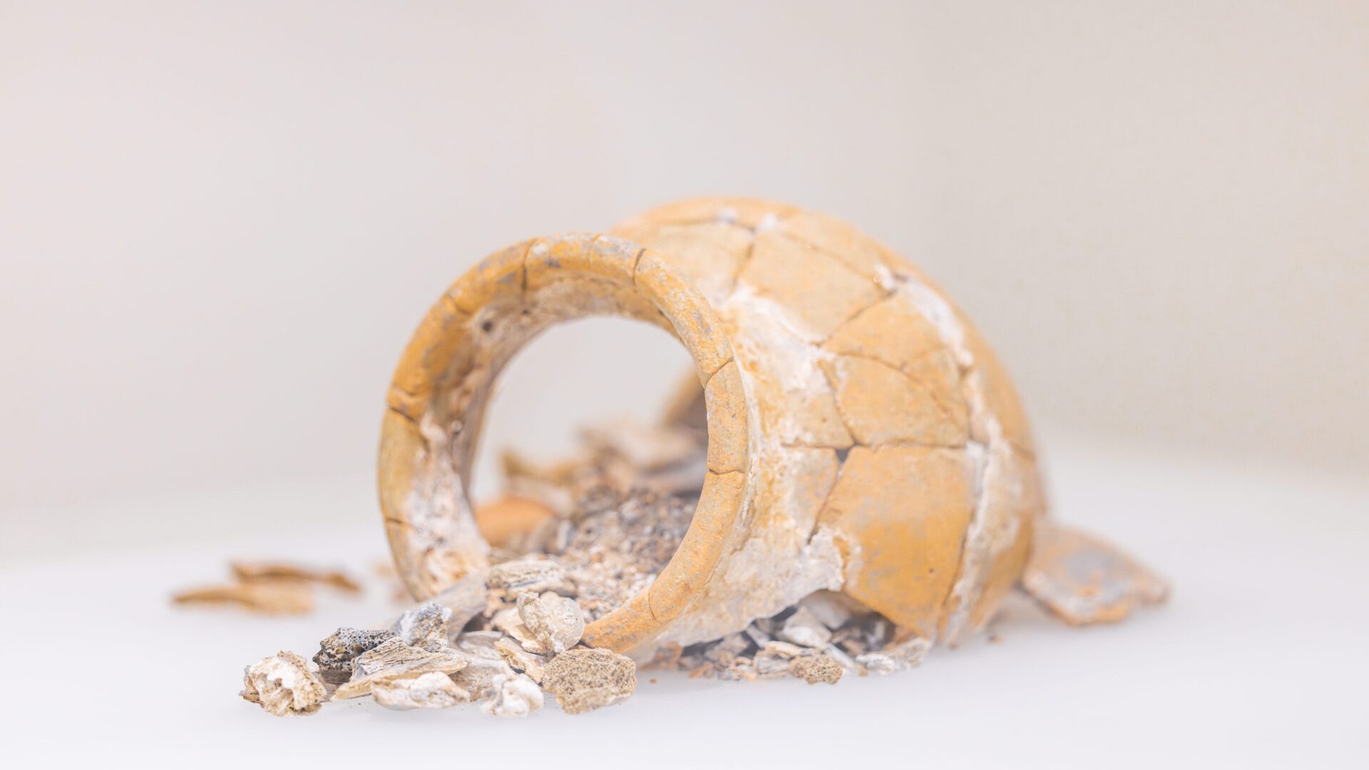 Musée Gallo-Romain à Sisteron (© A vos déclics)