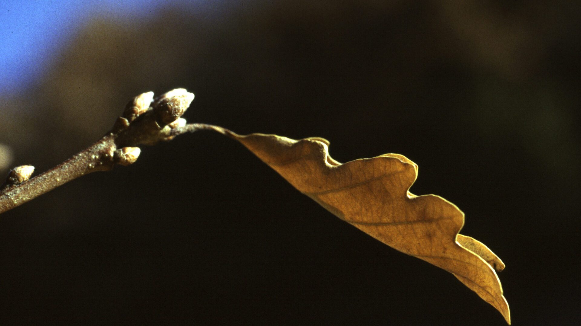 Feuille de chêne à l'automne - Feuille de chêne à l'automne (© M.Caron)