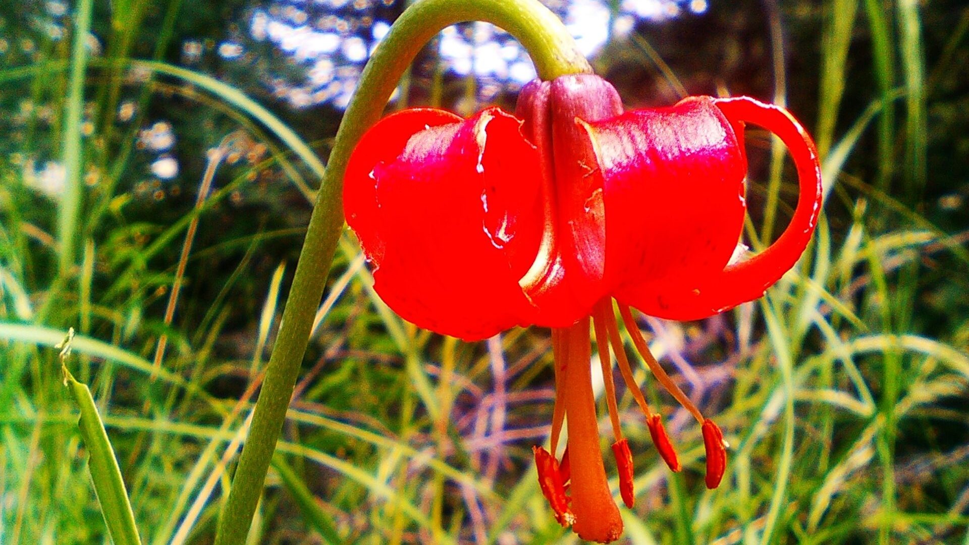 Lis pompon - Lis pompon (© M.Caron)