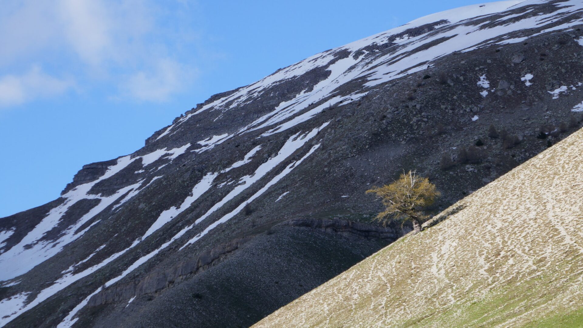 Mélèze - Haut Verdon - Mélèze dans la montagne (© M.Caron)