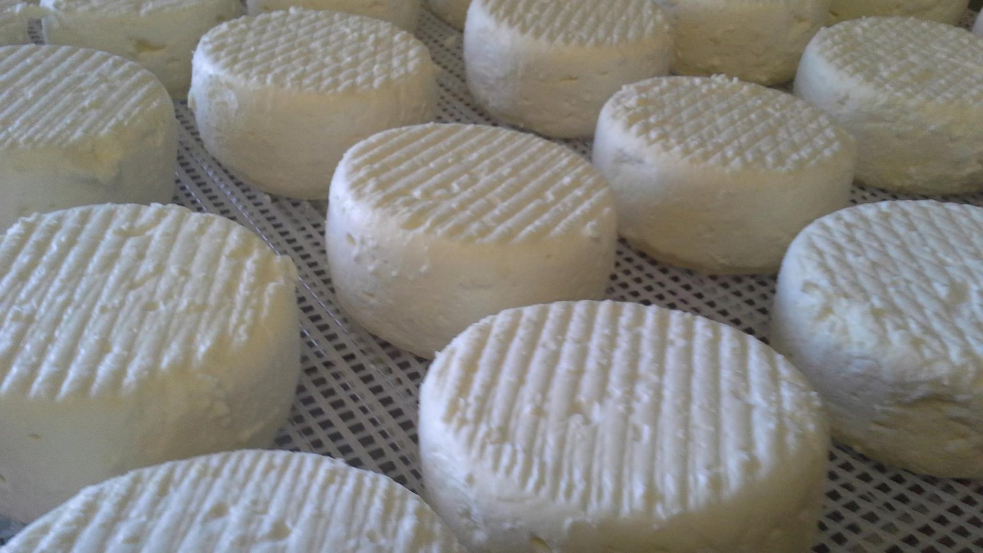 GAEC La Tchiote Bédigue - Fromage lactique (© GAEC La Tchiote Bédigue)