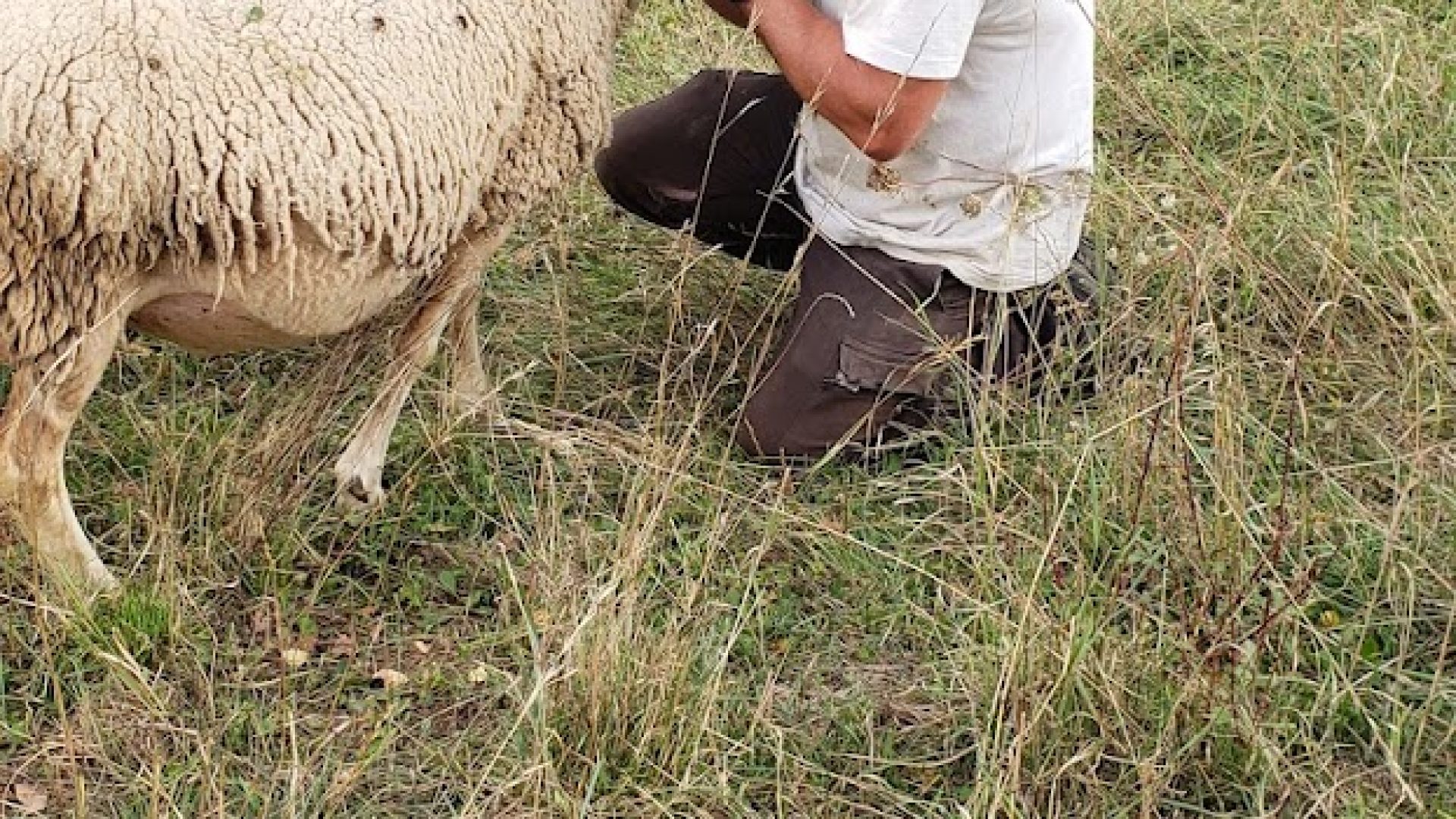 GAEC La Tchiote Bédigue - Troupeau mérinos (© GAEC La Tchiote Bédigue)
