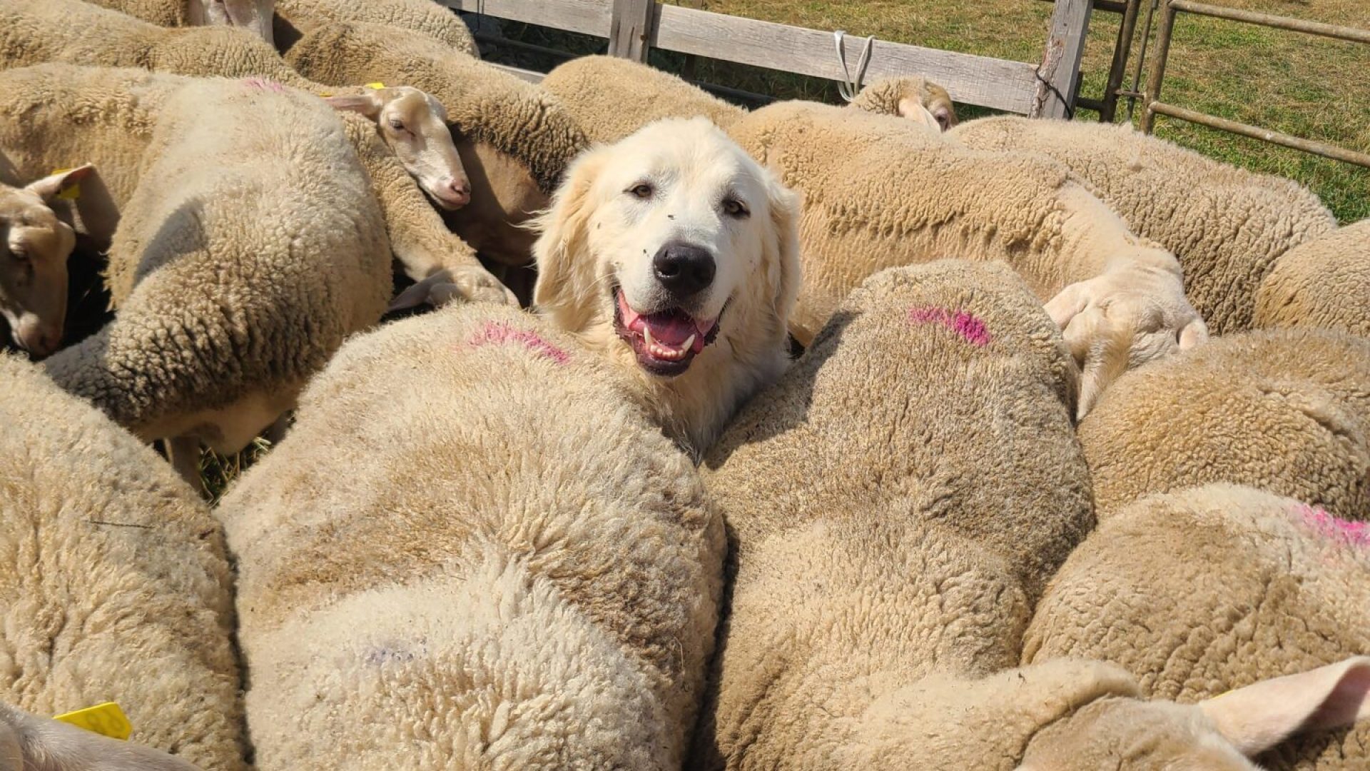 GAEC La Tchiote Bédigue - Troupeau et chien (© GAEC La Tchiote Bédigue)