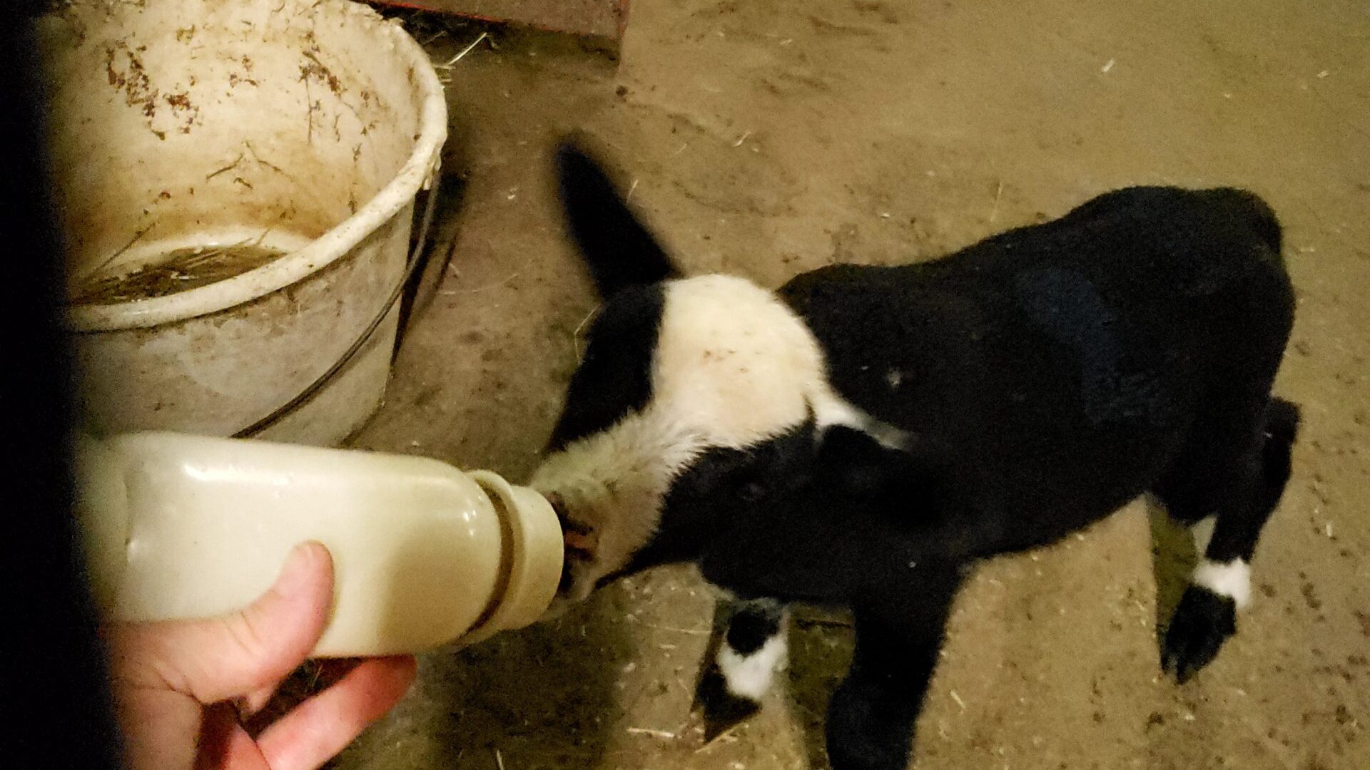 GAEC La Tchiote Bédigue - Agneau au biberon (© GAEC La Tchiote Bédigue)