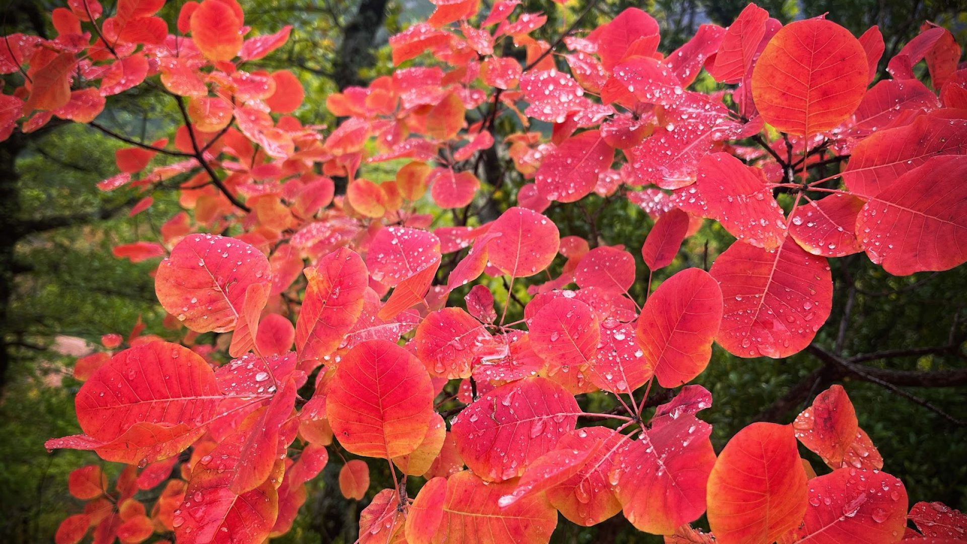 Couleurs d'autome dans le Géoparc de Haute Provence (© Matthieu Caron)