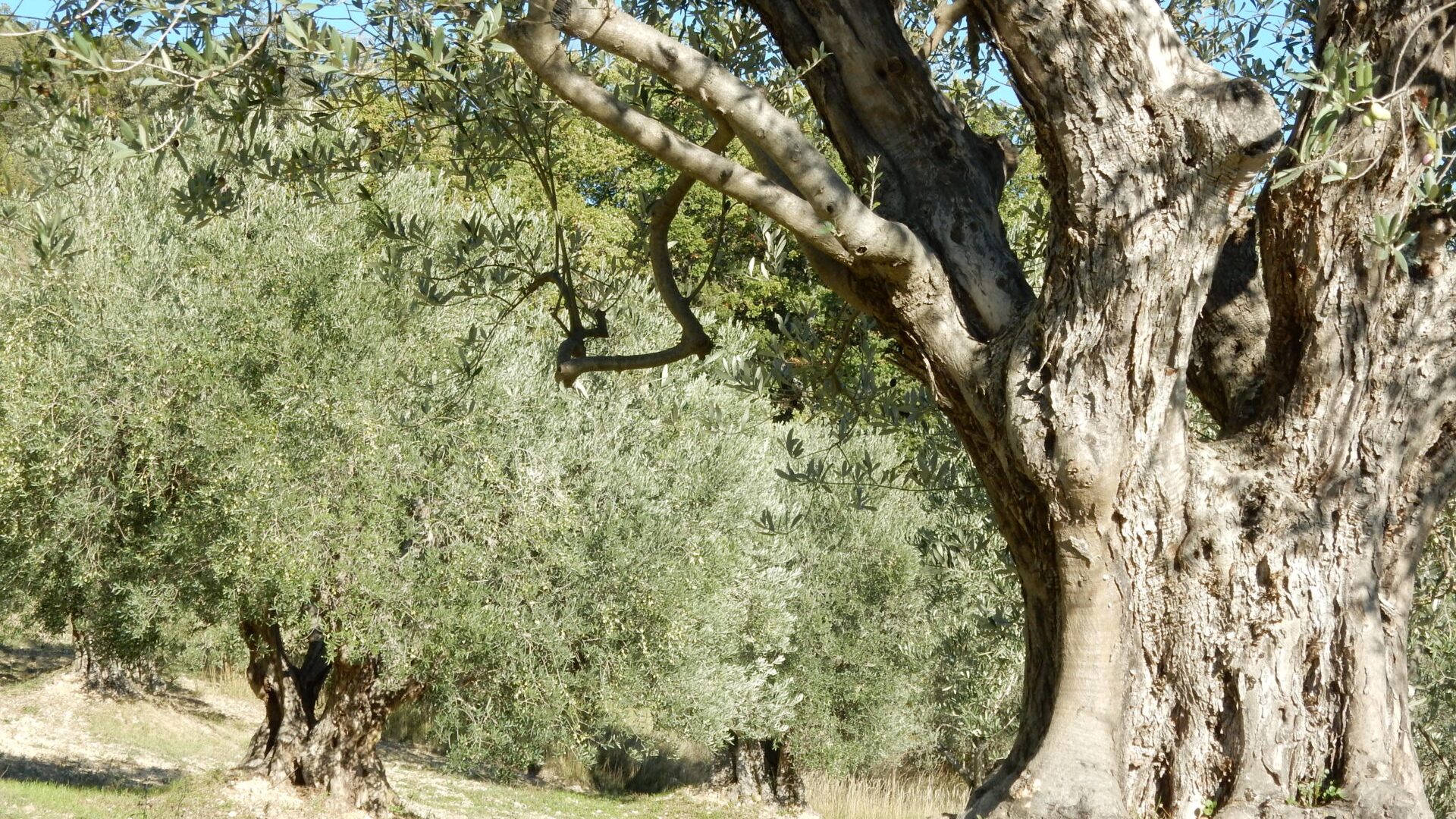Nos oliviers pluricentenaires - Olivier (© Marie France Girard)