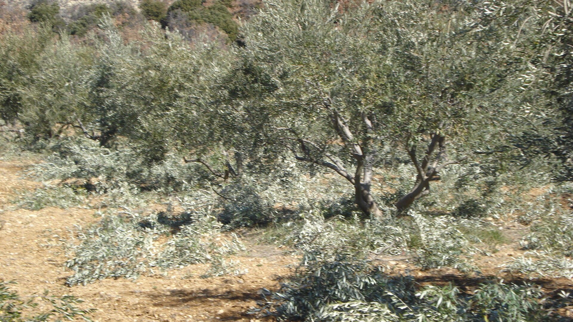 Lors de l'opération de taille en février - Vue oliveraie (© Marie France Girard)