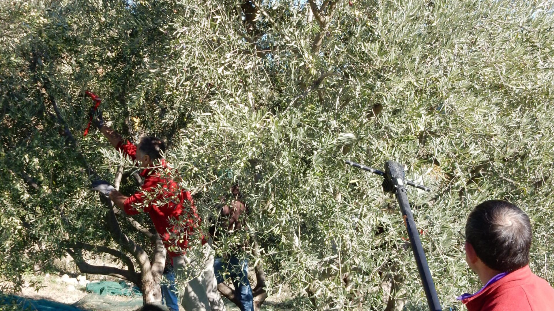 La récolte au peigne électrique - Récolte (© Marie France Girard)