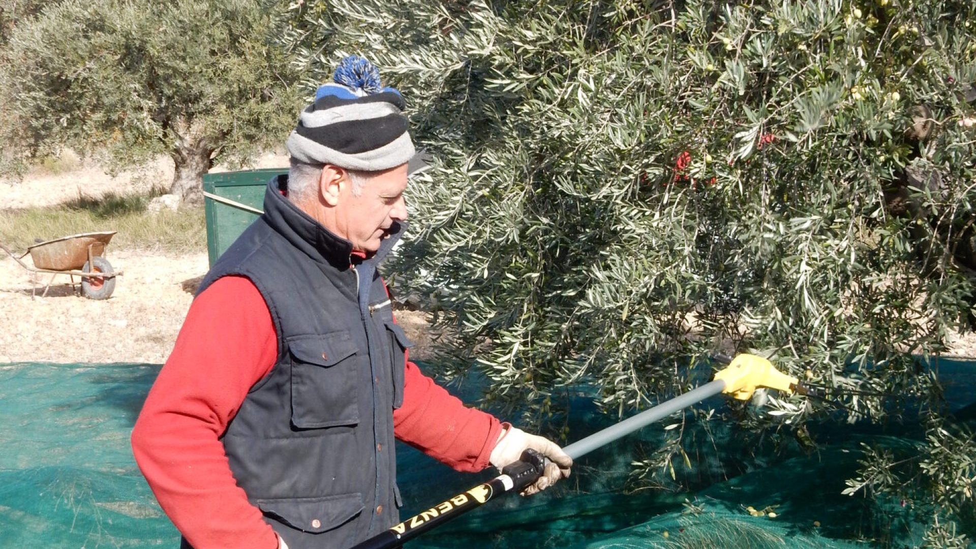 La récolte à partir de mi novembre - Récolte (© Marie France Girard)