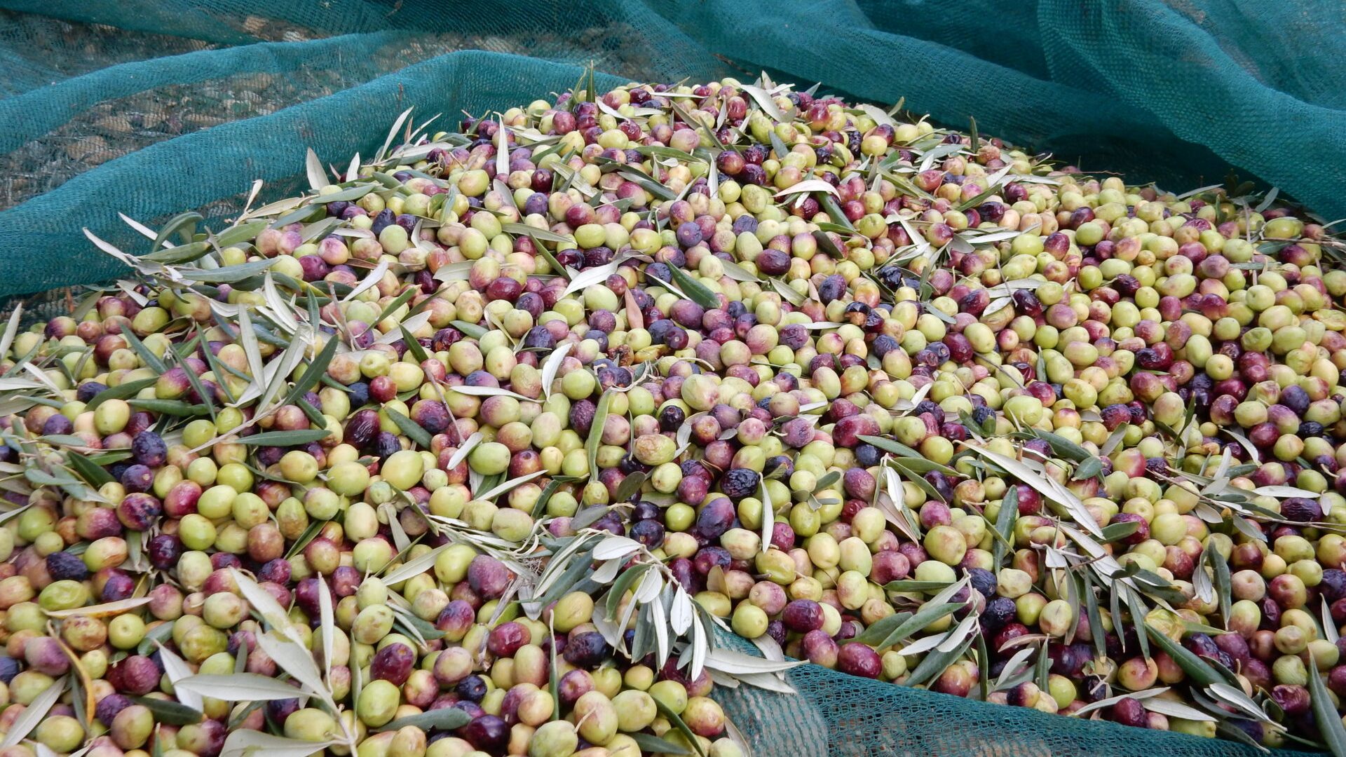 Nouvelle récolte - Olives récoltées (© Marie France Girard)