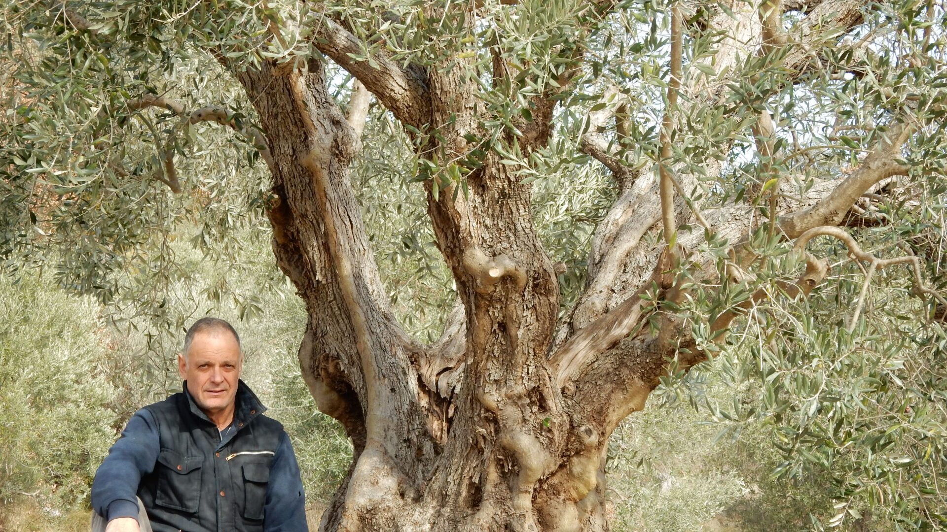 Un peu de répit dans une journée de labeur - Vieil olivier (© Marie France Girard)