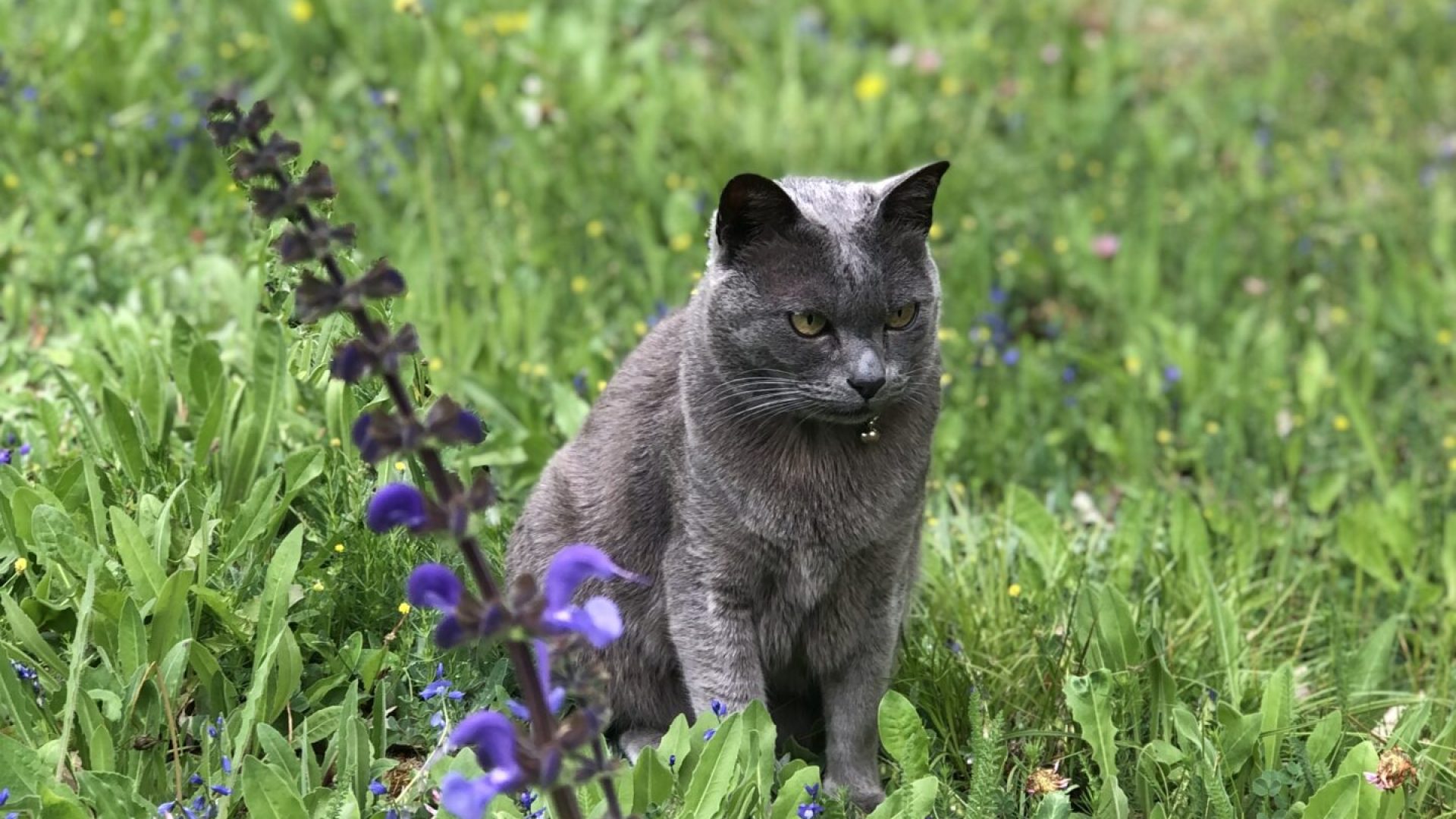 chat (© Lou Cèu Sin)