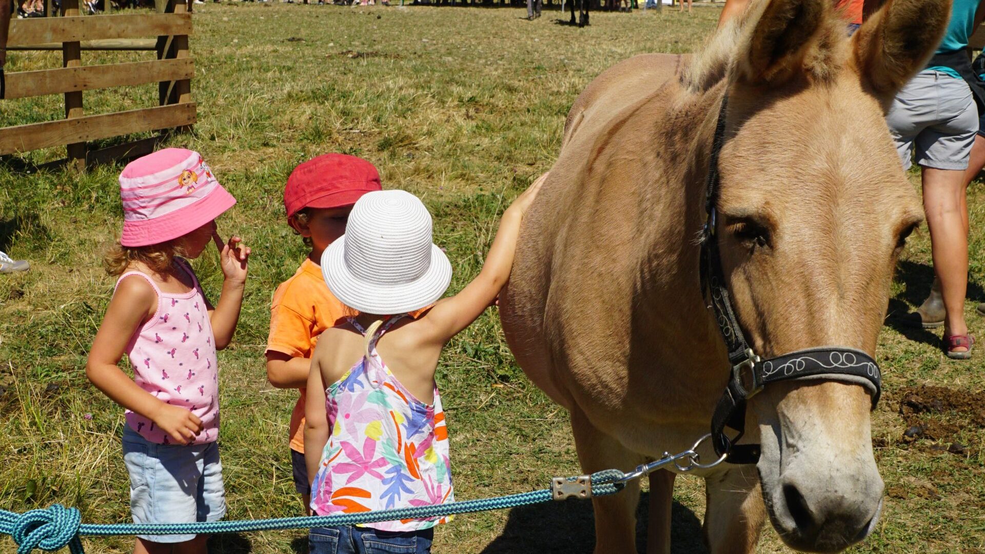 la Maison du Mulet - Mule avec des enfants (© Assoc. la Maison du Mulet)