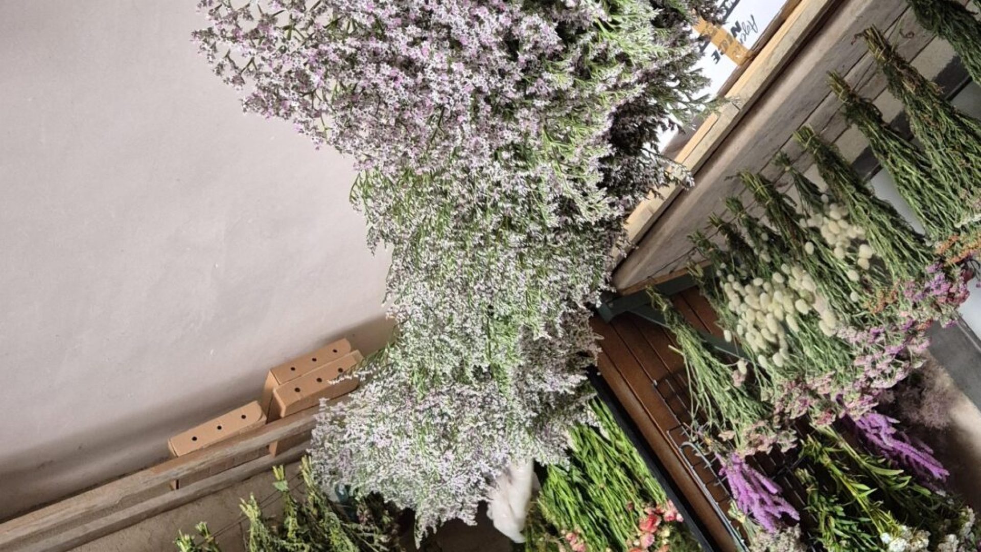 Le Champ des Ombelles (© Joëlle stordeur)