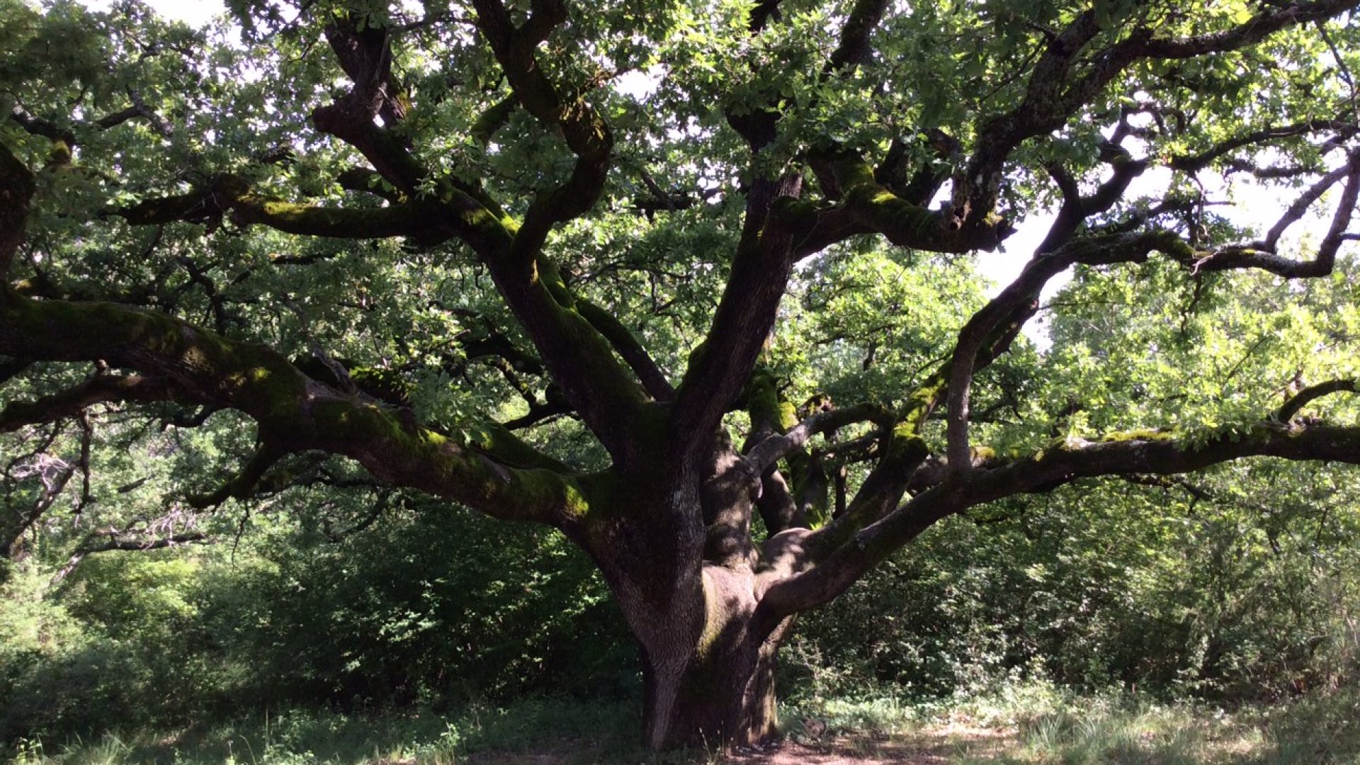 Le Chêne Pierre d’Arc - Chêne Pierre d'Arc (© UNESCO GEOPARC)