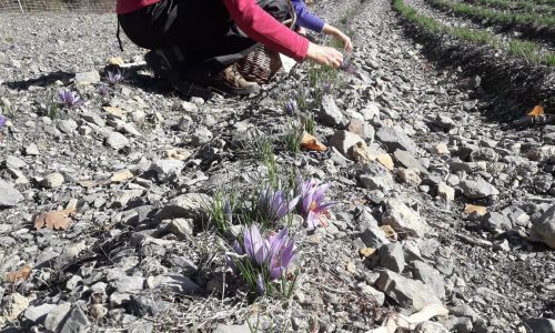 récolte safran 2020 récolte safran 2020 (© rose-marie garcin)