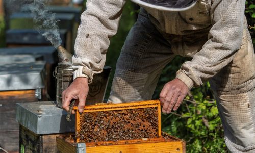 LE RUCHER DES AMES FORTES-MadrigalProd