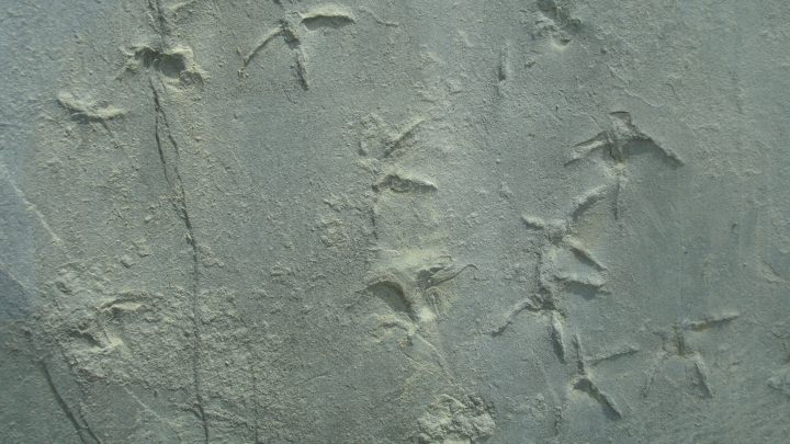 Empreintes de pas d'oiseaux fossilisées (c) Réserve Géologique de Haute-Provence