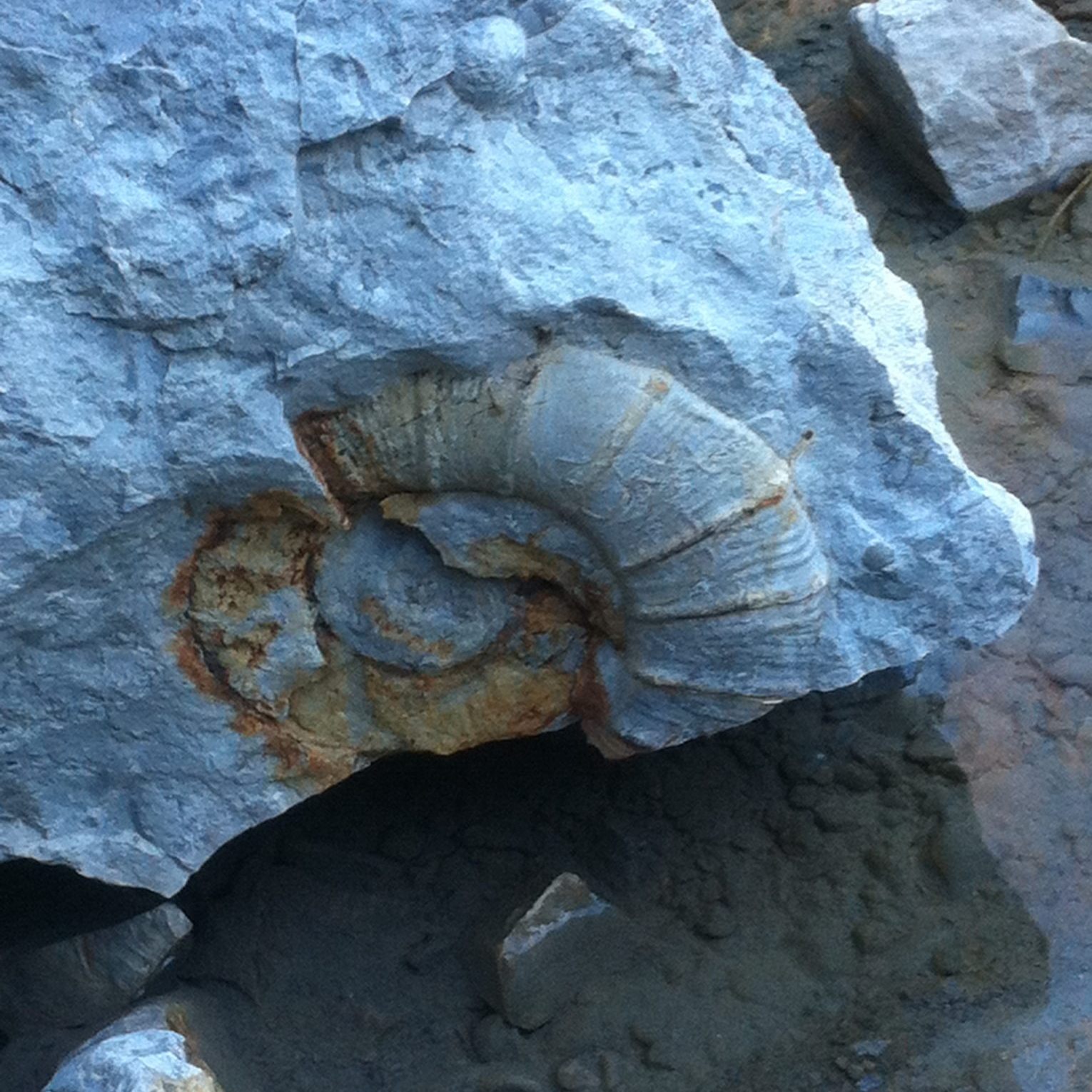 5. Le Crétacé_ammonite