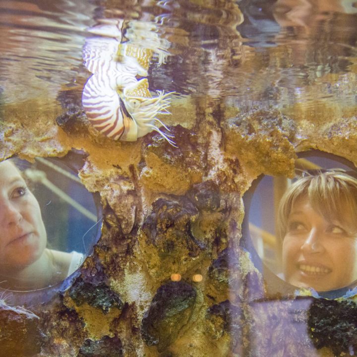 Les aquariums tropicaux au Musée Promenade de Digne-les-Bains