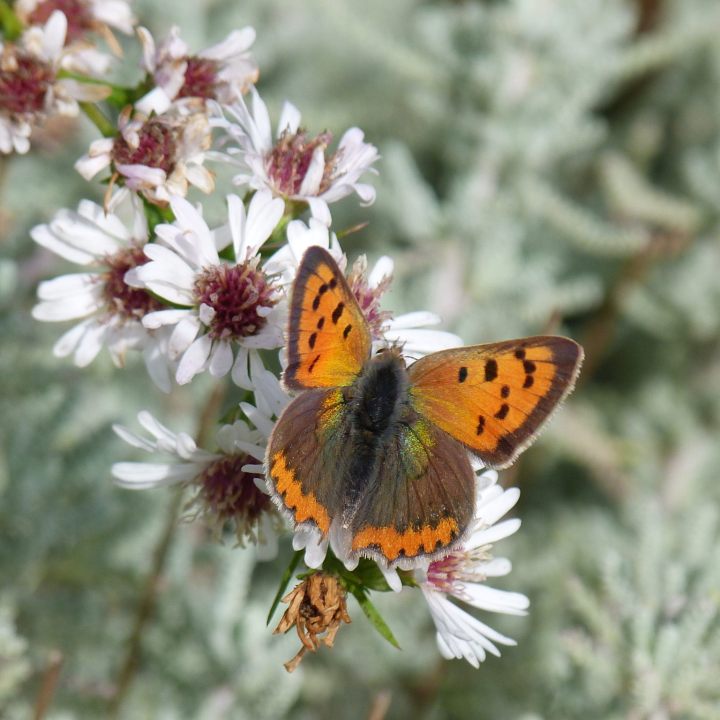 Le jardin des papillons, un cuivré commun, crédit photo Charlotte Wagner