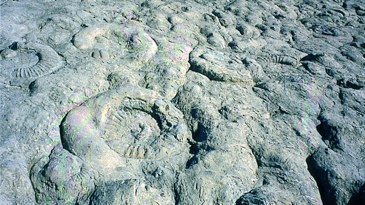 3. Le Jurassique inférieur (Lias) les débuts de la mer_La dalle à ammonites