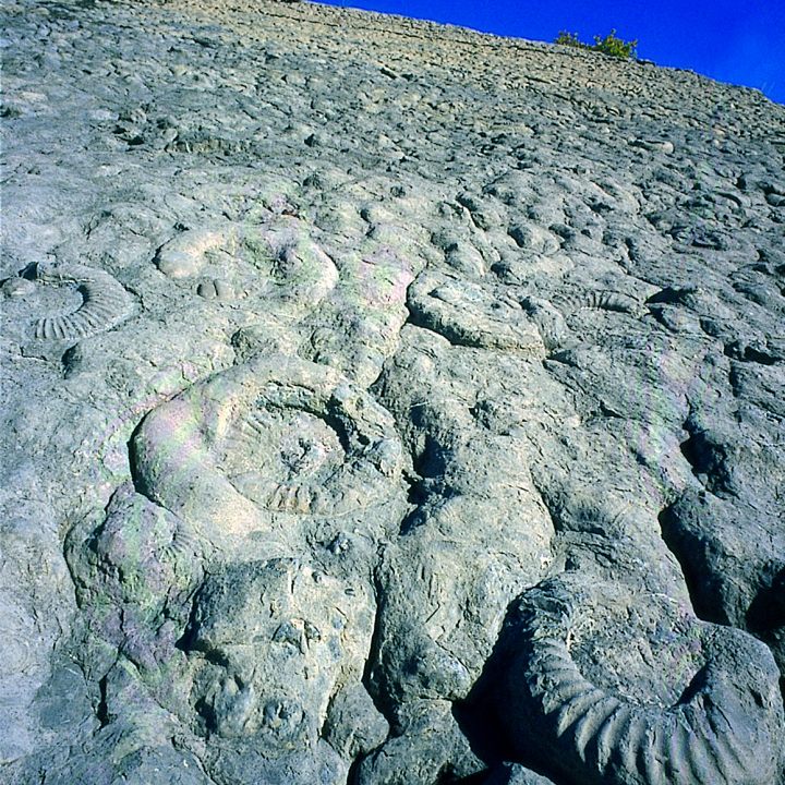 3. Le Jurassique inférieur (Lias) les débuts de la mer_La dalle à ammonites