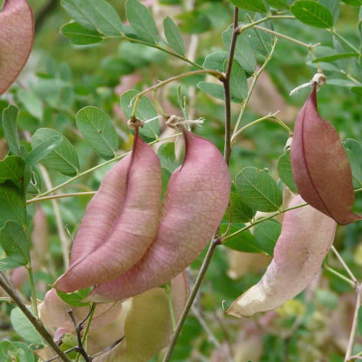 Le Baguenaudier, un arbuste aux fruits étranges à découvrir lors de l'atelier Remarqu'arbres